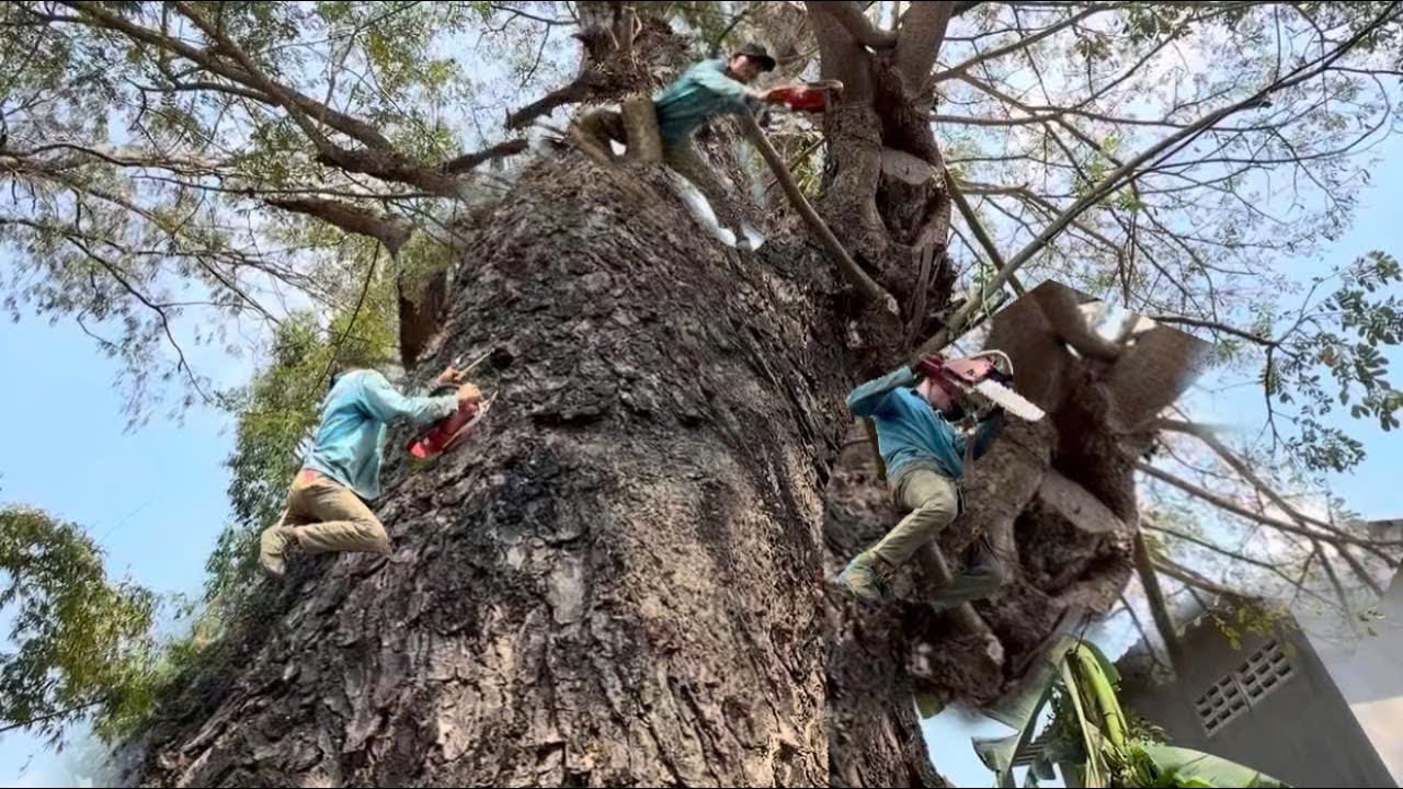 Cưa Cây Còng Khủng, Tàn um Tùm Lên Nóc Nhà, Quá Hồi Hộp, Cưa Kỹ Thuật, 378