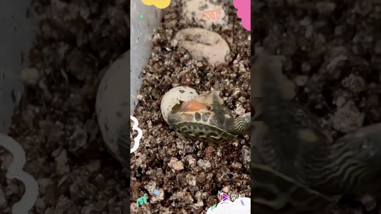 小斑龜孵化紀錄