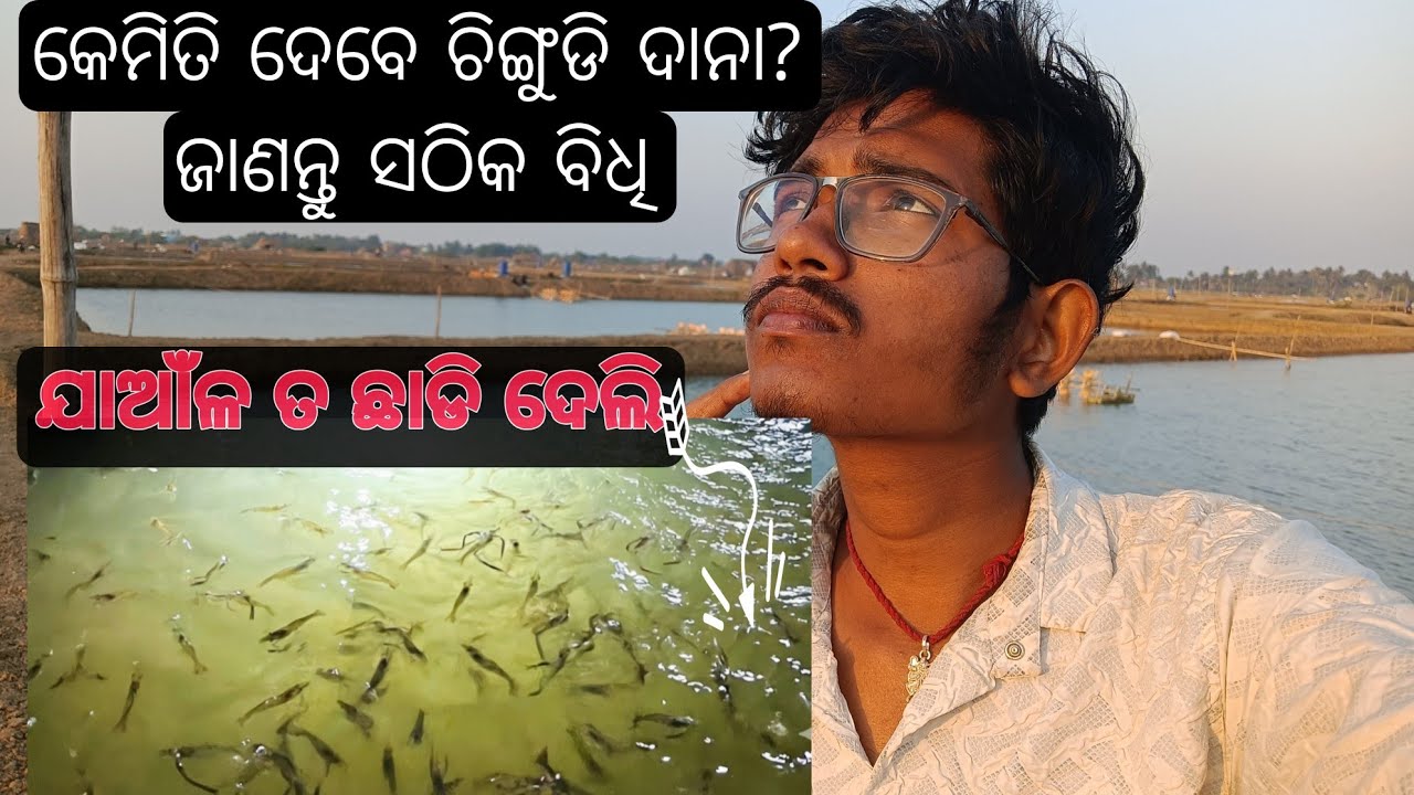 ଦାନା ପକାଇବାରେ ଏହି ଭୁଲ୍ କରନ୍ତୁ ନାହିଁ ❌ ଚିଙ୍ଗୁଡି ଚାଷର ସଠିକ ପଦ୍ଧତି (Don't make this