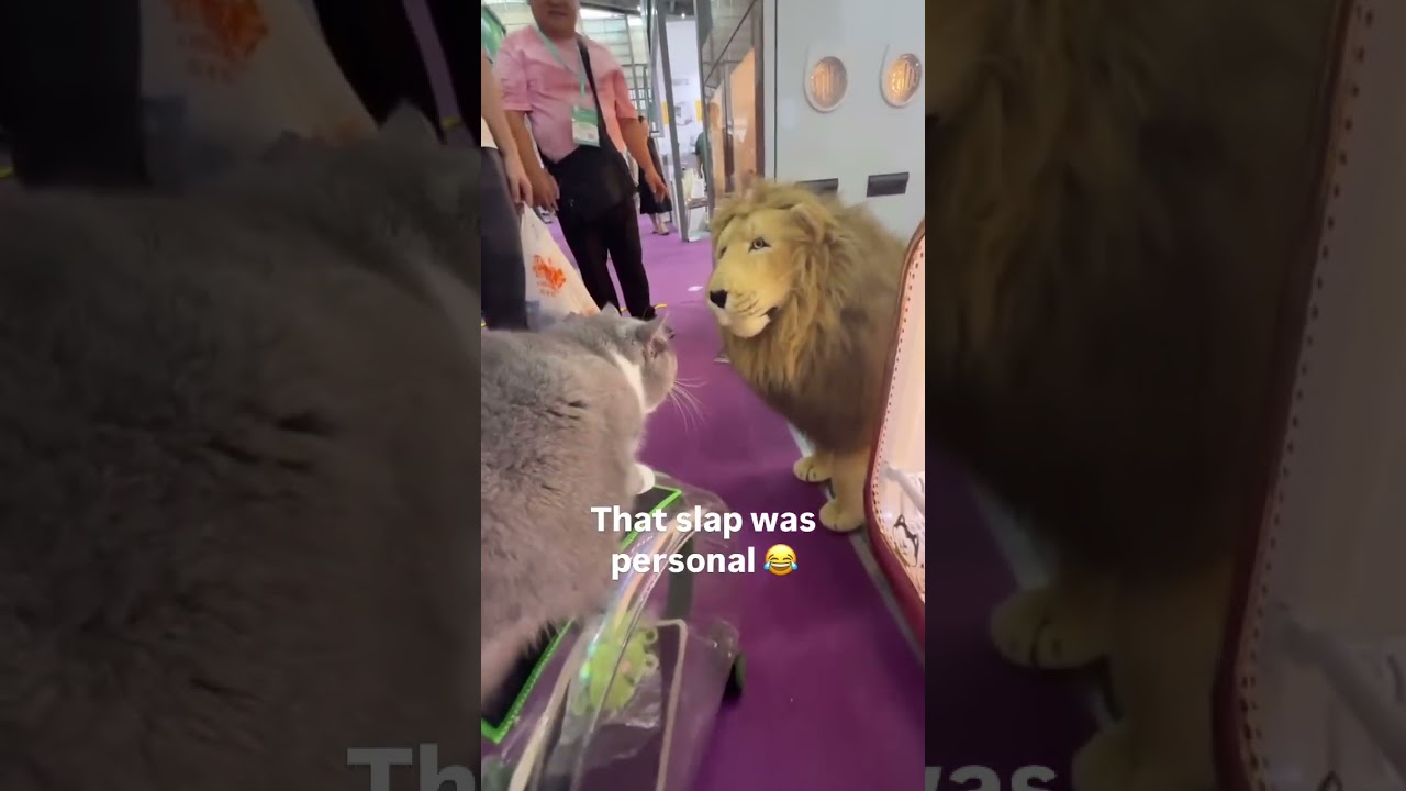 The Slap Was Personal 💀 #funnyanimals