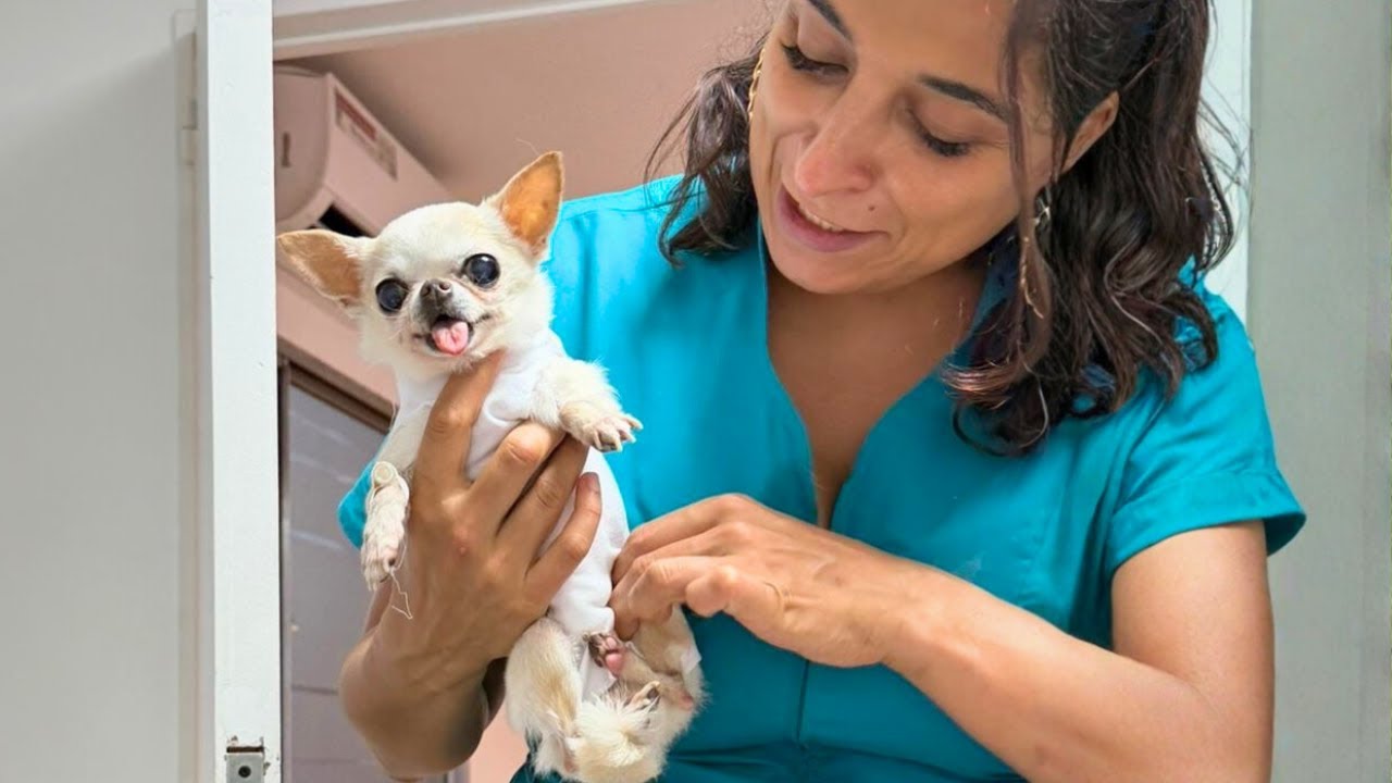 The Smallest Dog I’ve Ever Held—and the Biggest Love I’ve Known