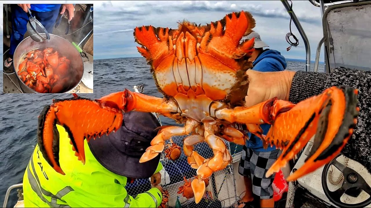 Catching the World's Tastiest Crab