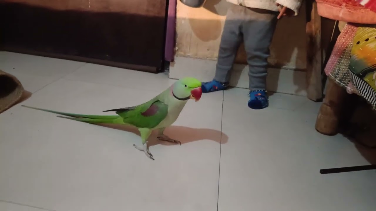 Tutu Aaj Vaishnavi ko bahut jyada pareshan kar raha hai 😯😅😅