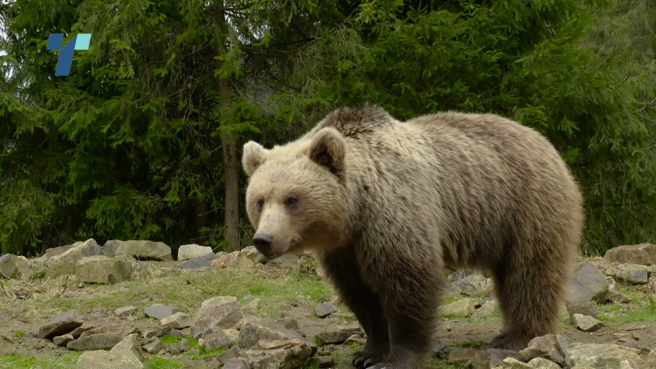 Во Општина Маврово/Ростуше се спроведуваат мерки за заштита од мечки