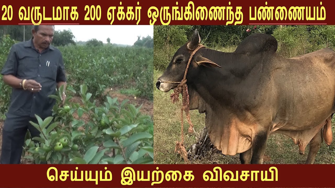 கொய்யாவில்  மட்டும் வருடம் 20 லட்சம் எடுக்கும் விவசாயி