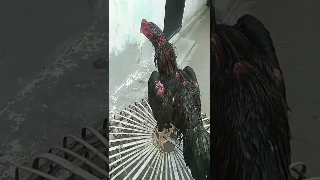 Untulan Super Ku4t #ayam