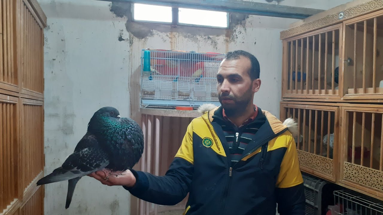 زيارة عند مربي الحمام النفاخ في طنجة  عبدو كطيطان💯 توليعة رائعة