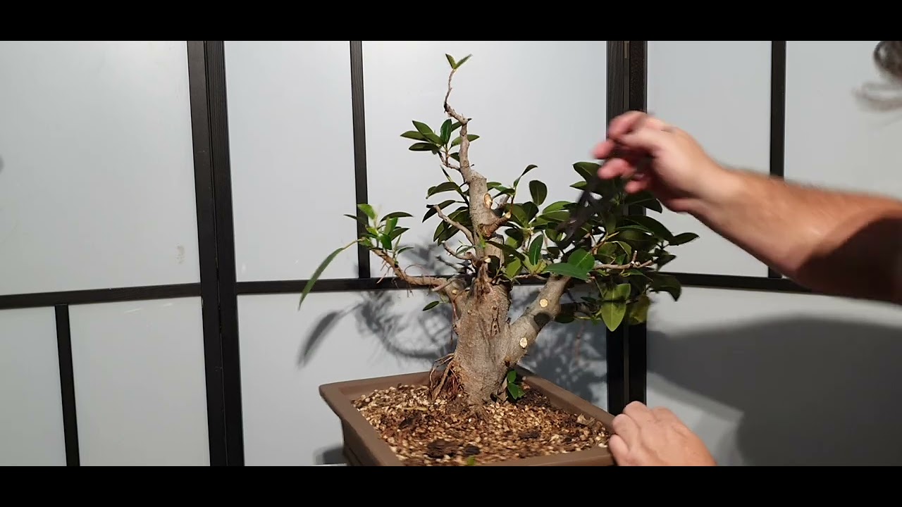 Port Jackson bonsai gets a cut back