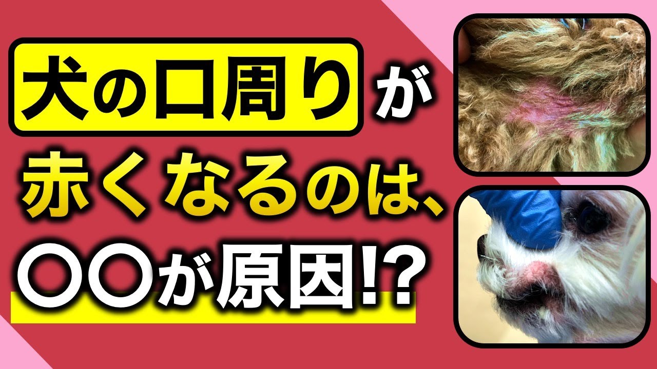 【犬の皮膚病】犬の口周りが赤くなる、痒くなる原因
