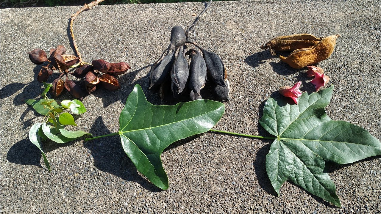 Kurrajong fruits taste comparison (Brachychiton populneus, acerifolius, discolor)