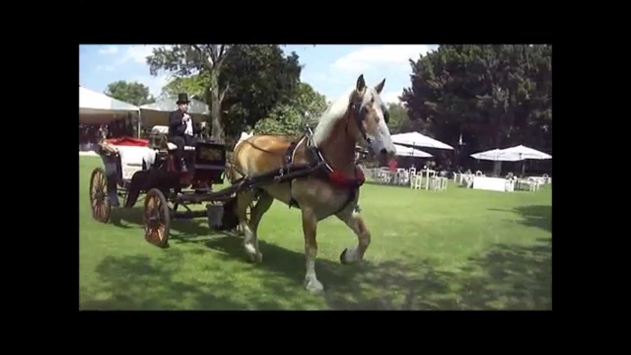 Carruajes y Caballos