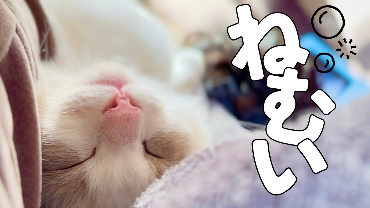 子猫のねむい１日
