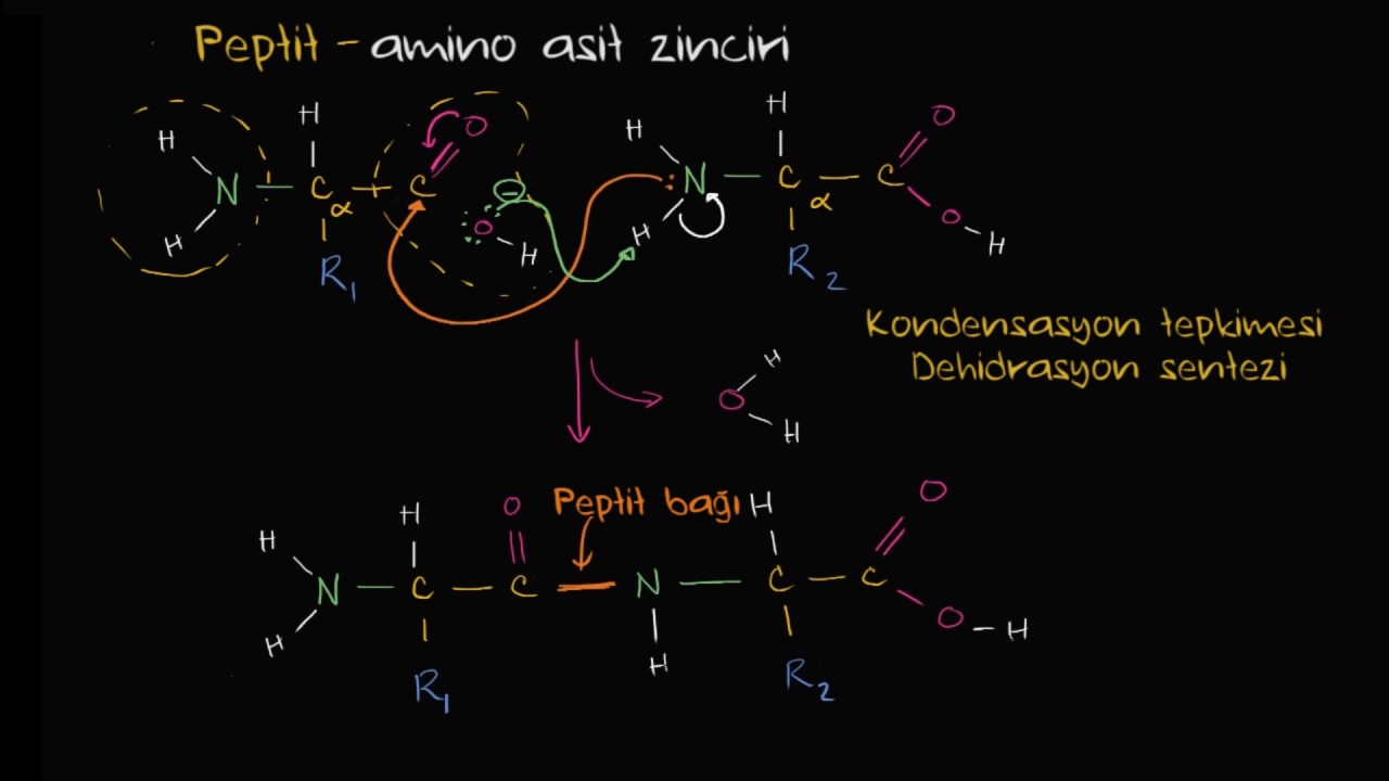 Peptit Bağı Oluşumu (Biyoloji / Makromoleküller)