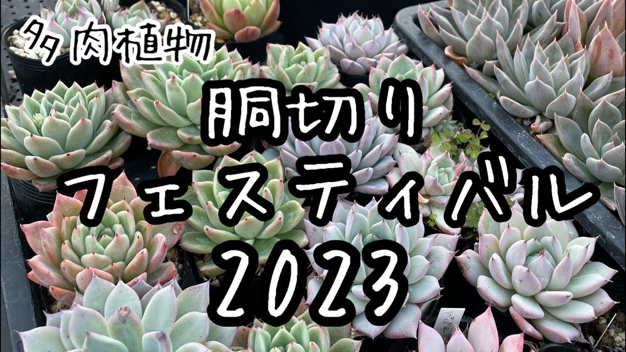【多肉植物】胴切りフェスティバル2023