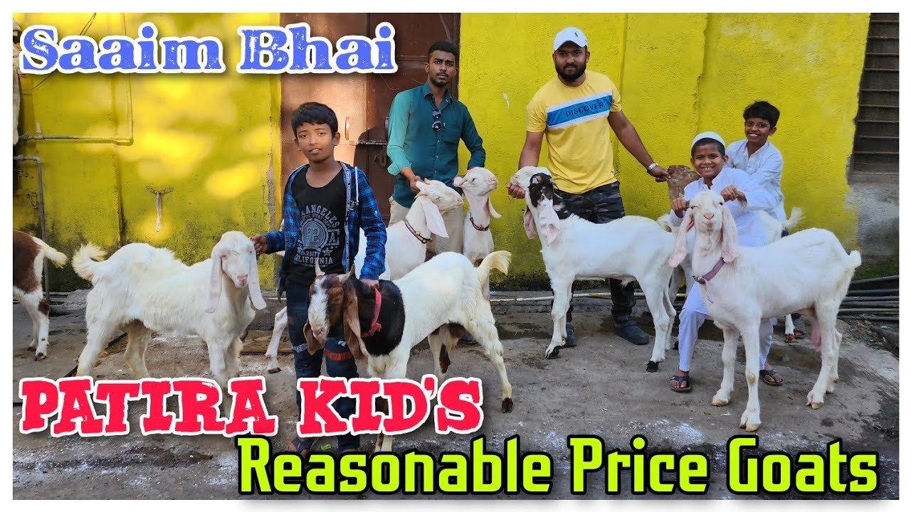 Reasonable Price Patira Goat SAAIM BHAI | Saste Bakra Bakri Bhiwandi |@Rizwankranti