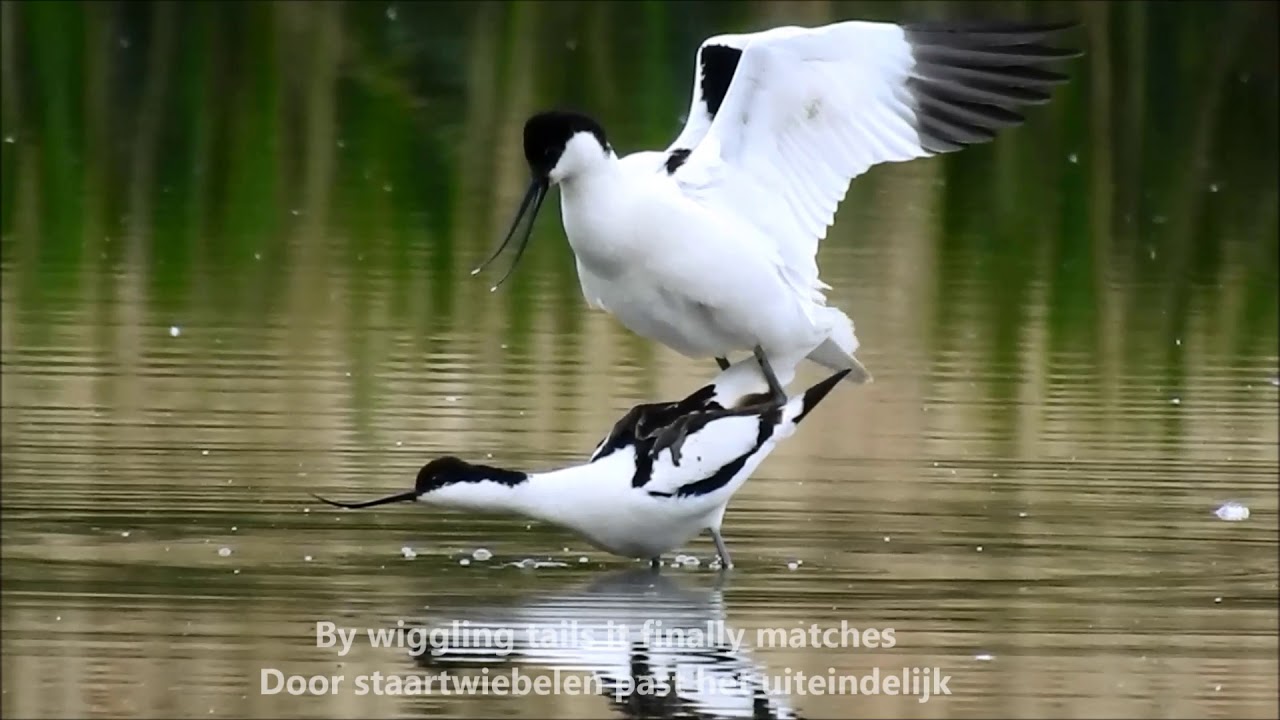 Explained: Mating Ritual Avocets / Verklaard: Paringsritueel Kluten (Recurvirostra Avosetta))