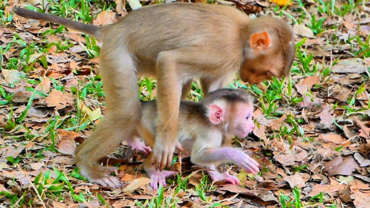 Unbelievable! Lily Tries teaches her little Brother Levy to walk.
