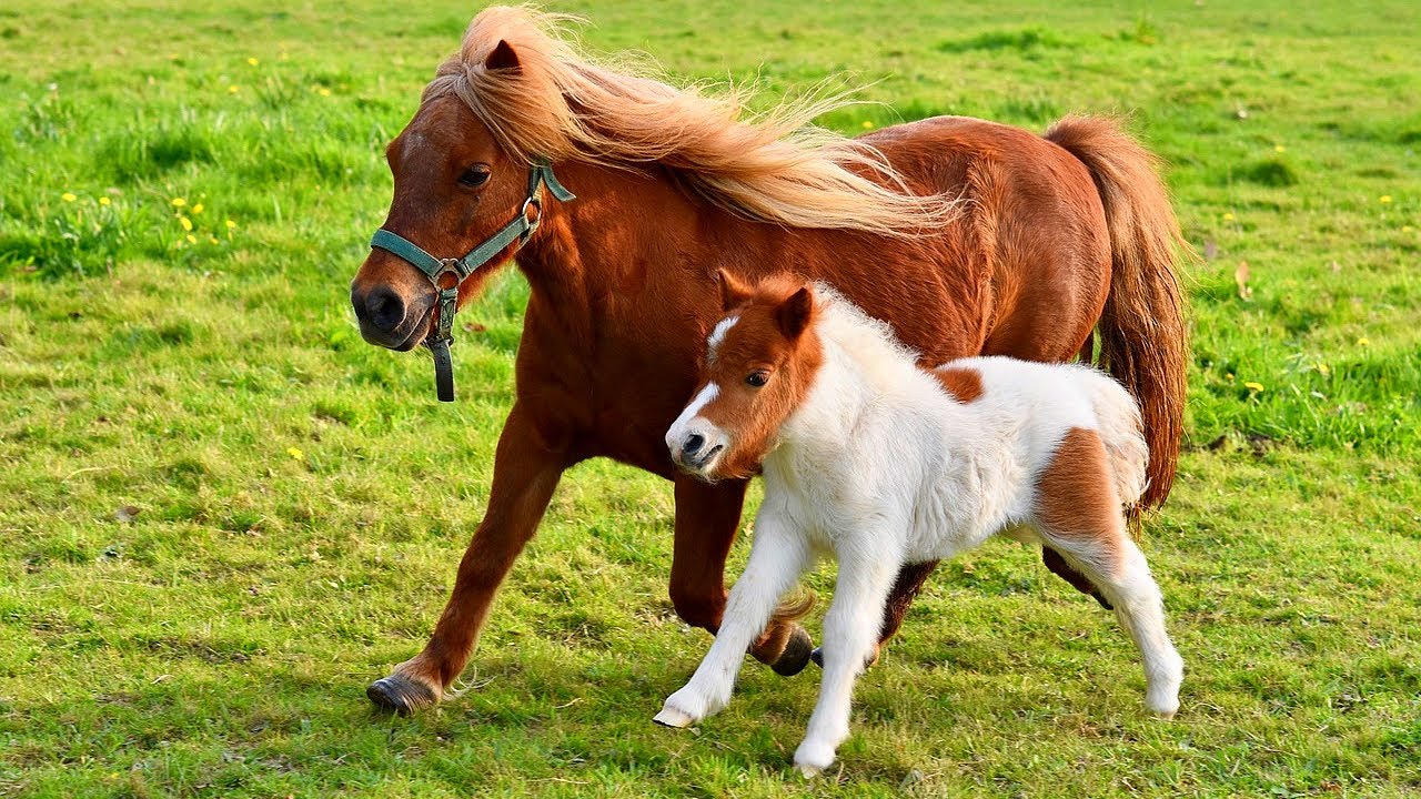 Cute Shetland Ponies with Relaxing Music | ✨ Calming Horse Video for Stress Relief & Anxiety ✨