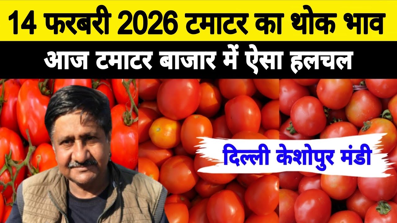 14 Feb 2026 Delhi 🍅 टमाटर होलसेल भाव | Keshopur Mandi | Today Tomato Rate #tamatar #tamatarmandi
