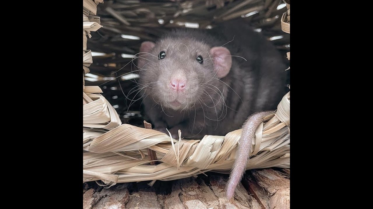 Making the best choices for your rat