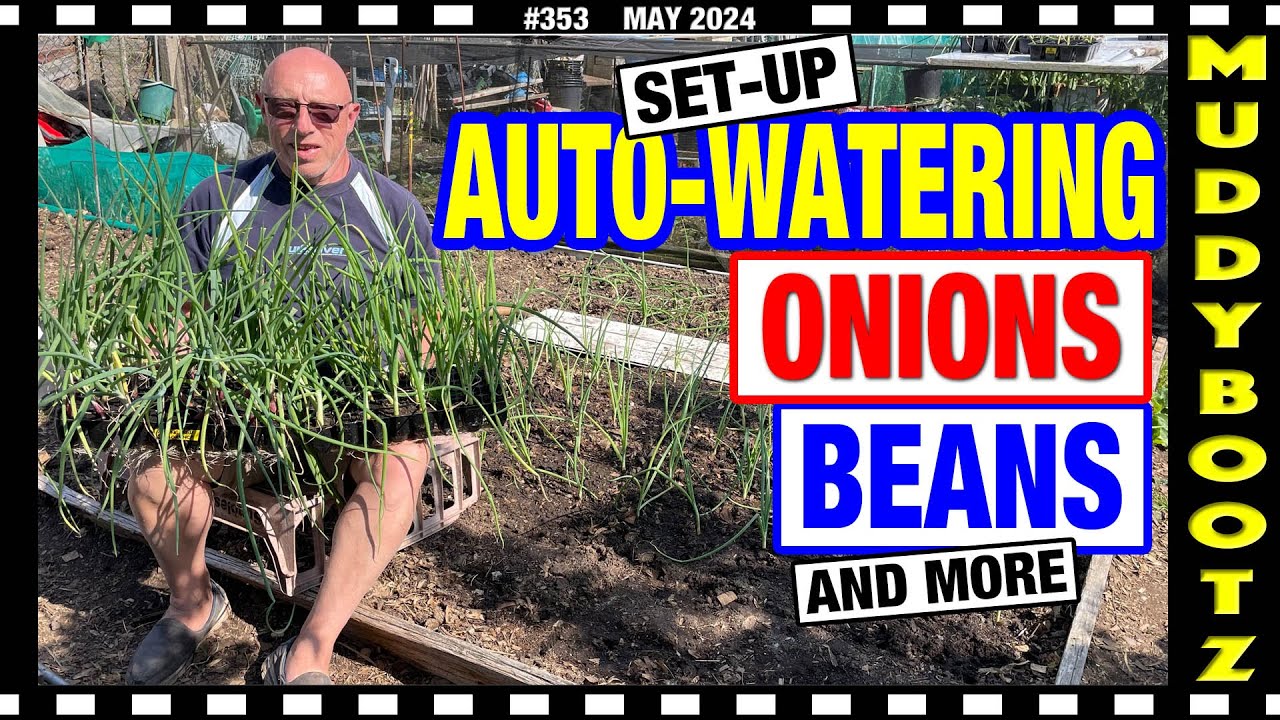 🌻353 🌻 AUTO WATERING SETUP 🌻 PLANTING ONIONS
