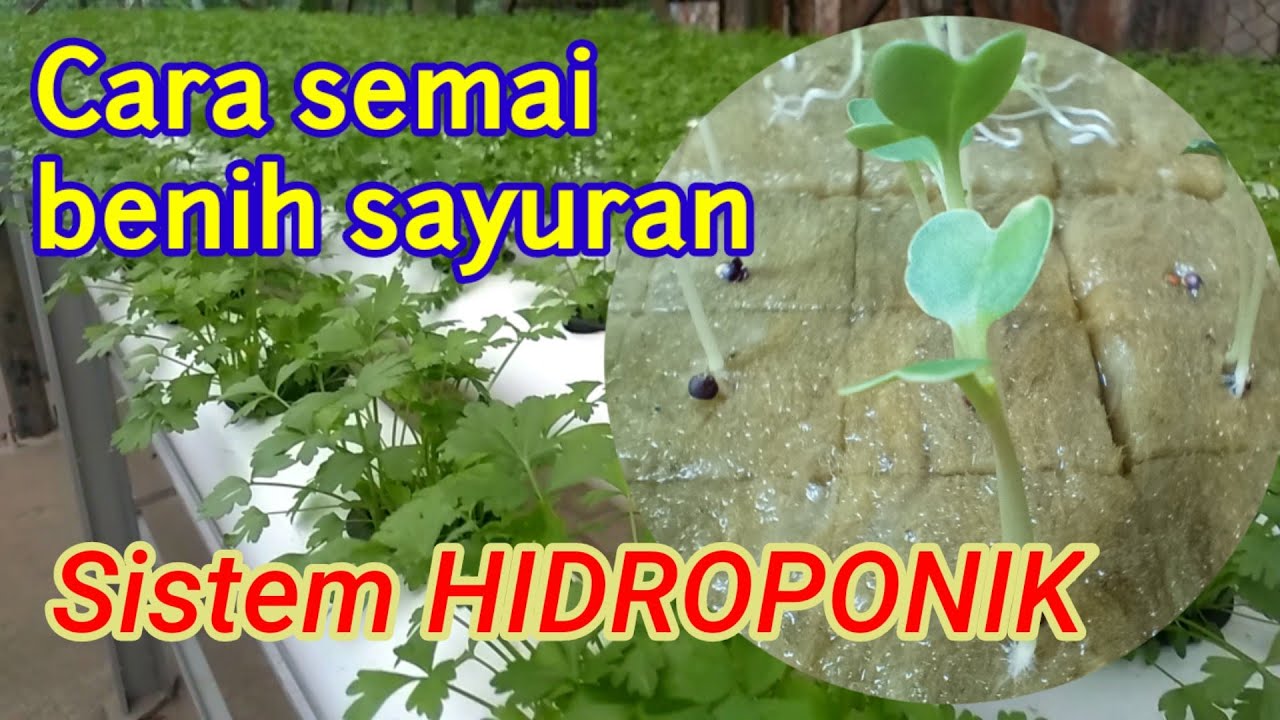 Cara semai benih sayuran dengan sistem hidroponik