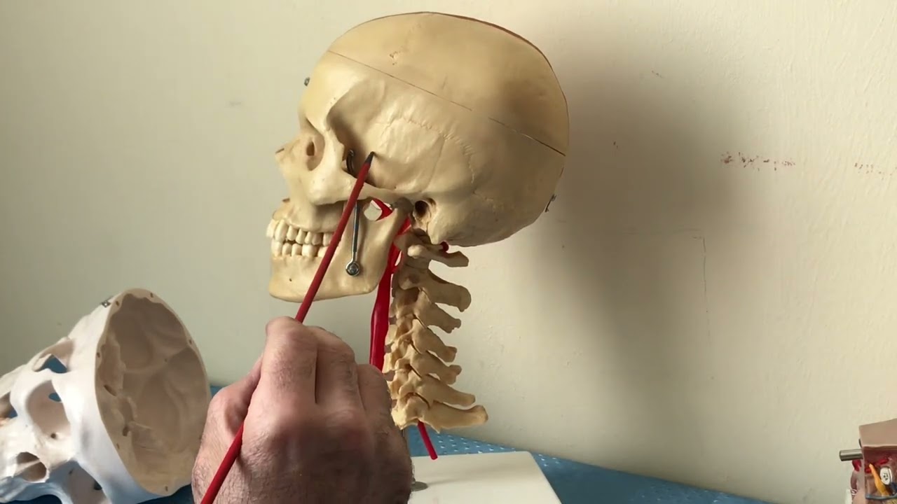 Ostéologie de la tête              1ère partie Dr LOUADJ