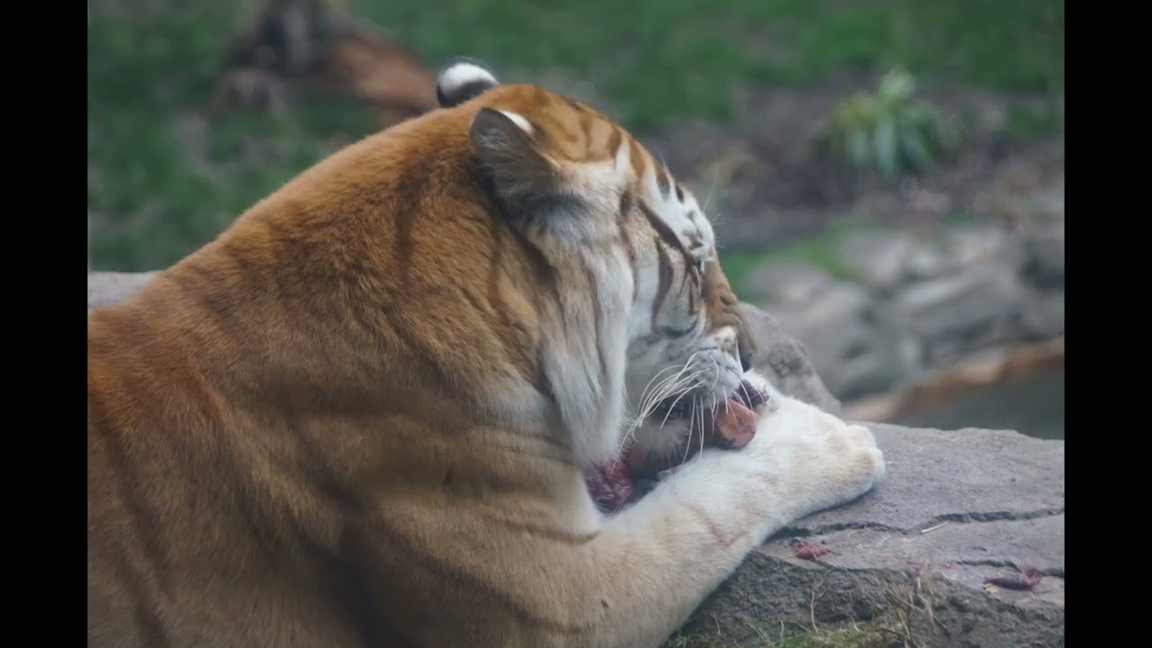 lIONS AND TIGERS