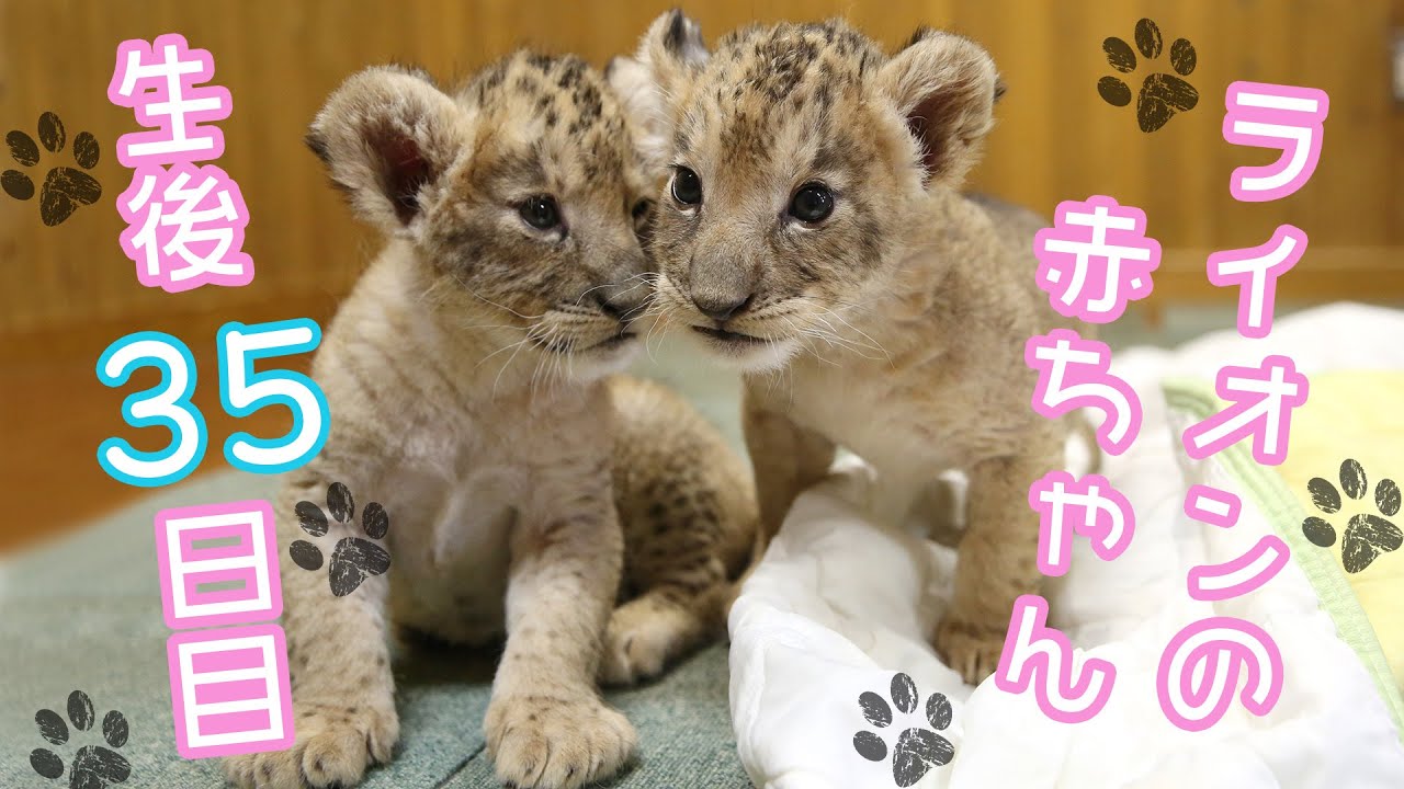 ライオン赤ちゃん 🐾（生後35日目）