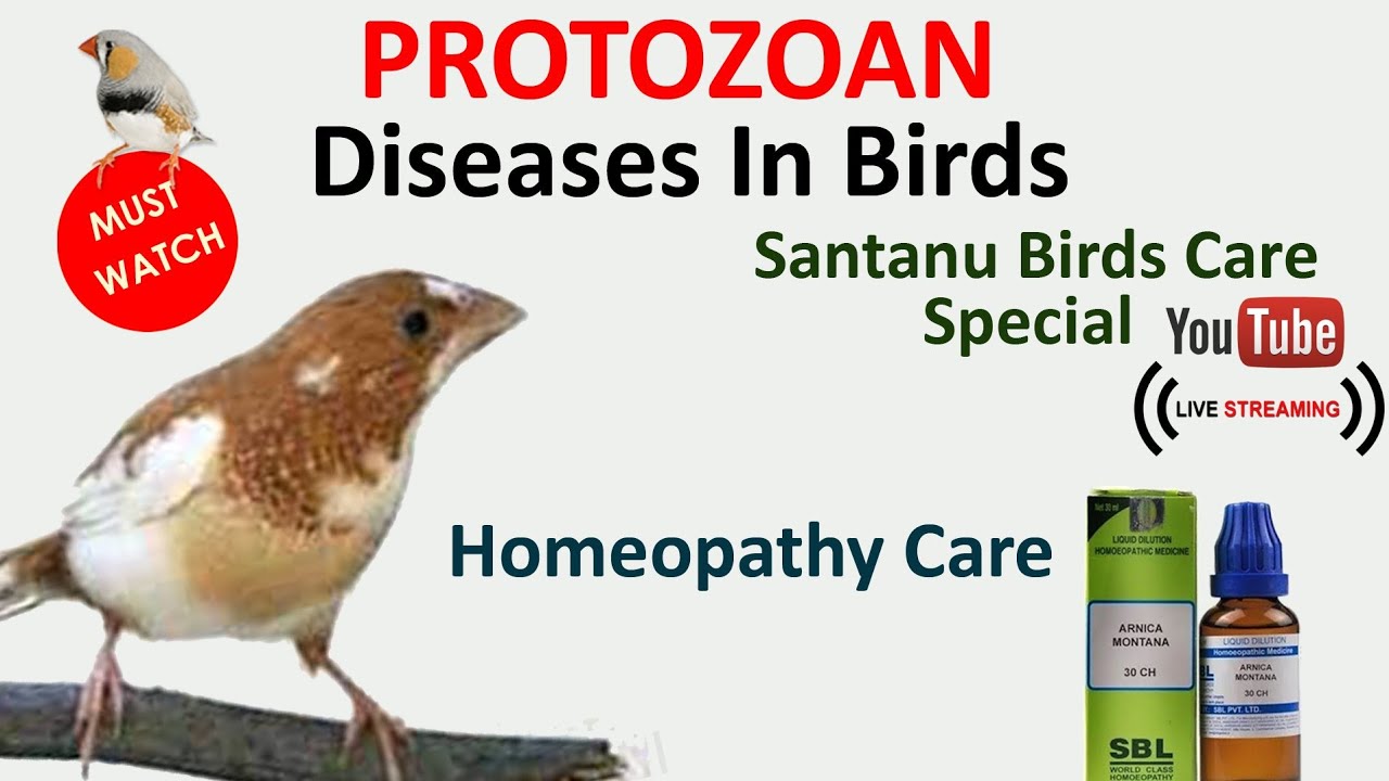 Potozoan Infection In Our Birds . Homeopathy Care.