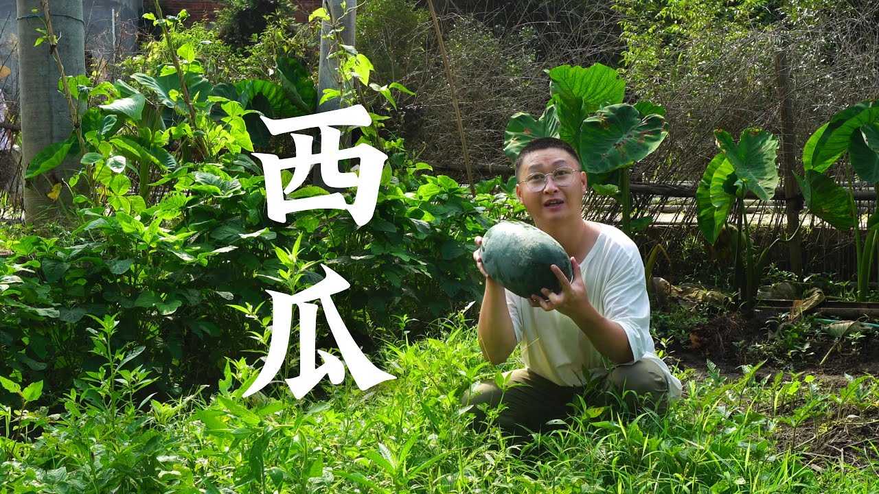 从播种到甜品：自种西瓜做麻糍&撞奶！Watermelon Mochi/Milk Recipe - 夏日清凉！😋