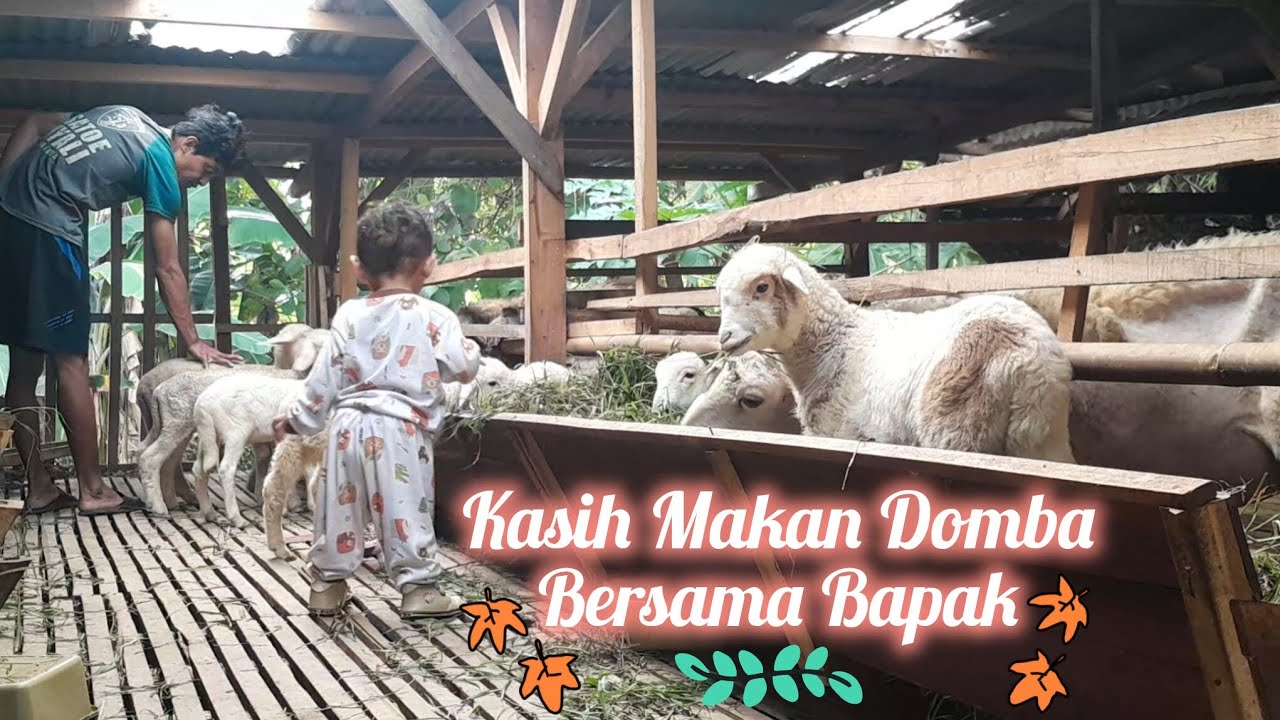🐏Kasih Makan Domba Bersama Bapak🐏