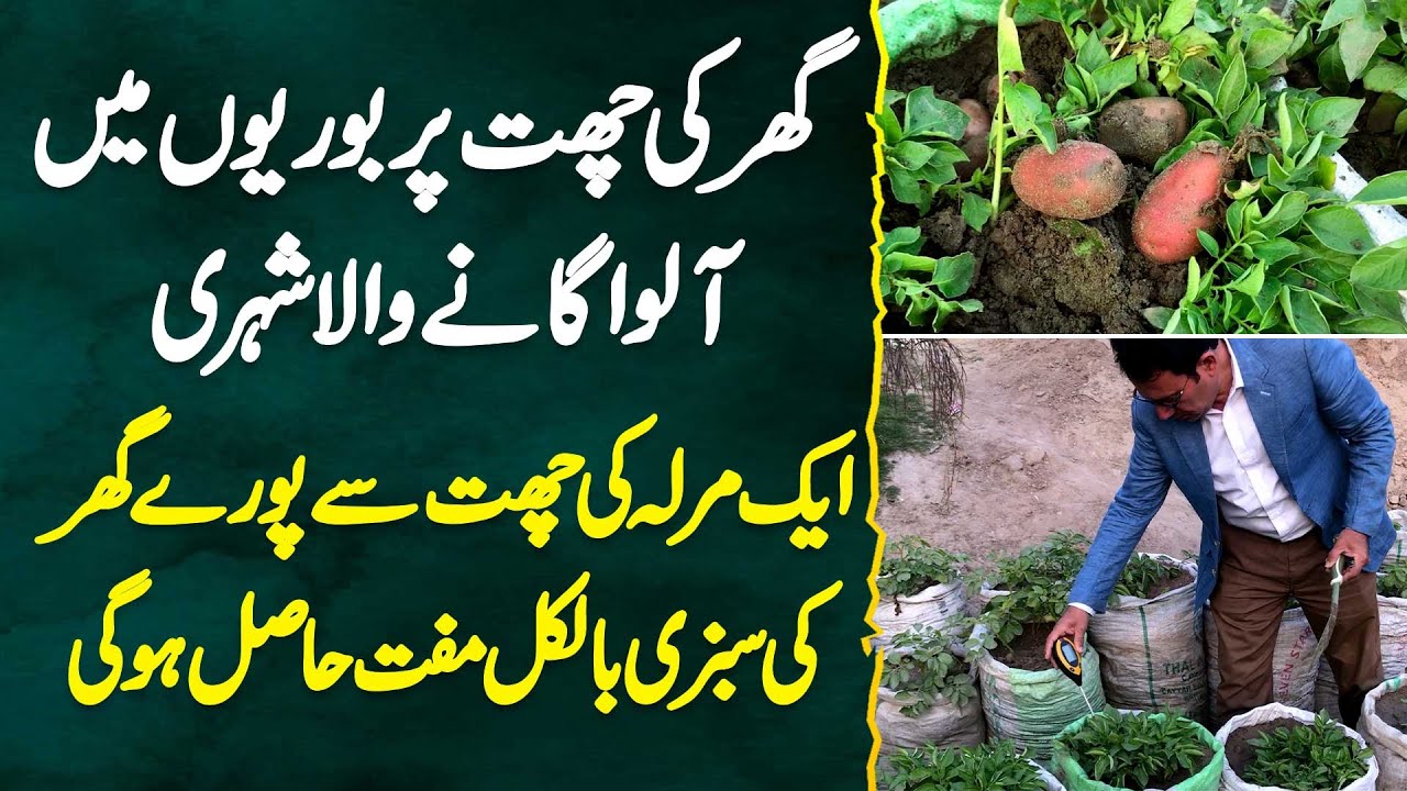 Roof Par Bori Me Aloo Ki Farming Karne Wala Shehri - Ghar Ki Sabzi Bilkul Muft