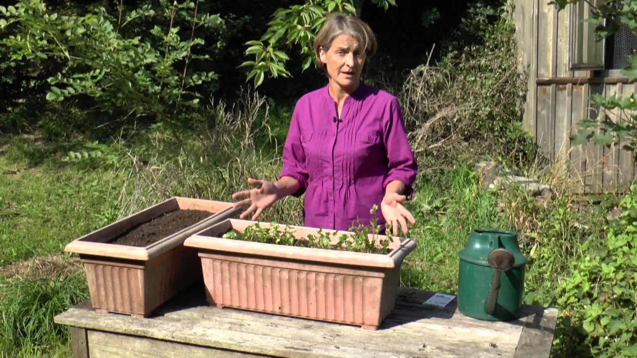 How To: Grow Coriander