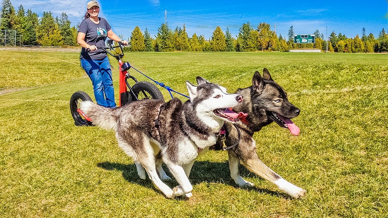My Huskies First Time Running in Harness!