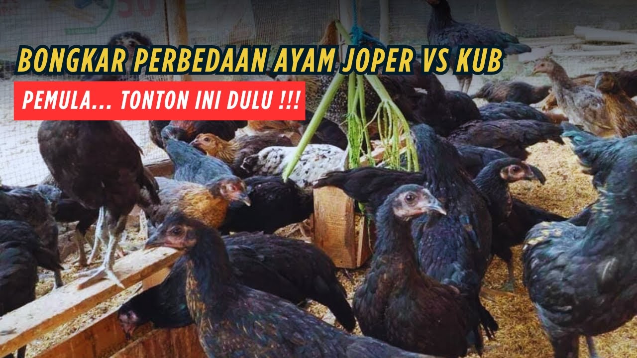 PERBEDAAN AYAM JOPER DAN KUB, PETERNAK PEMULA WAJIB TAHU
