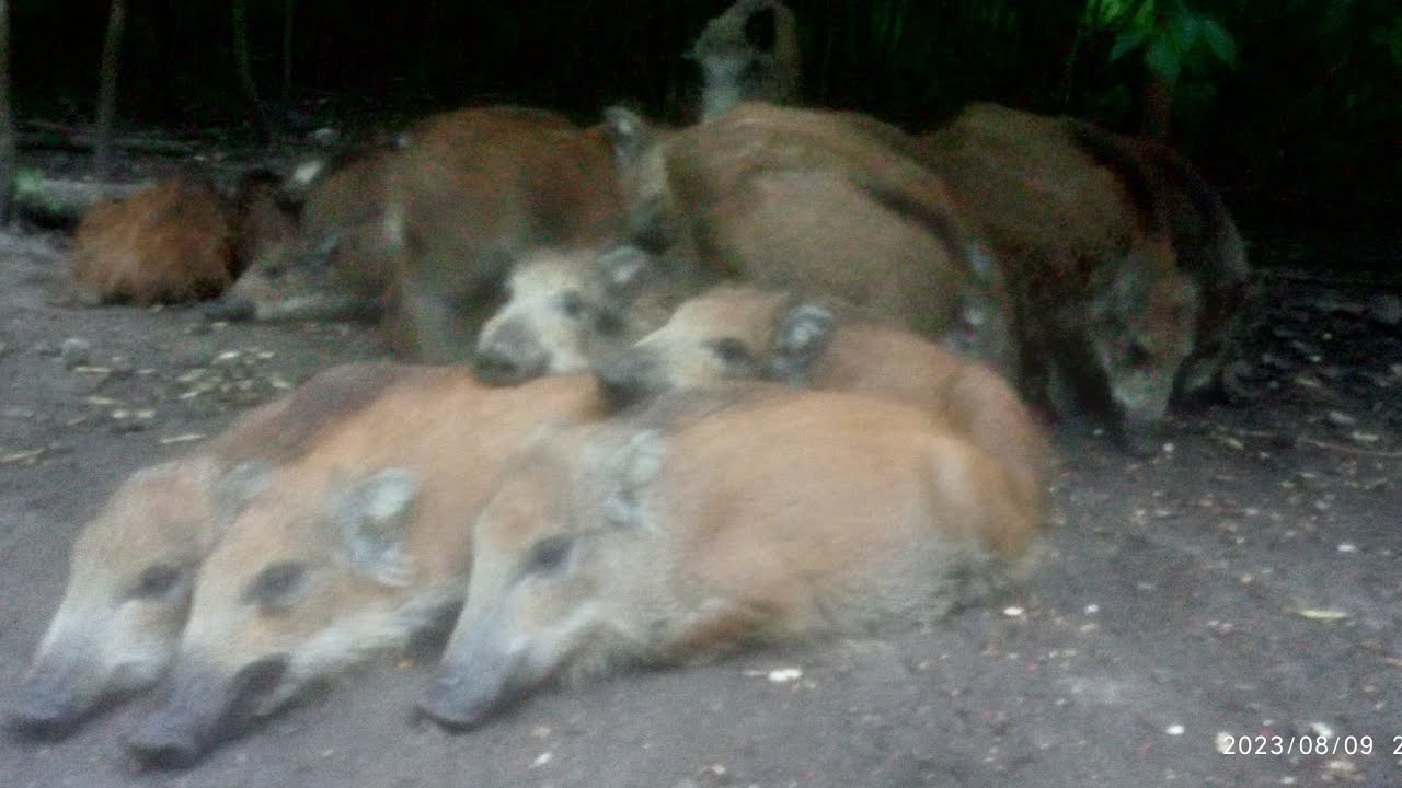 Rodzinka wpadła na obiad.