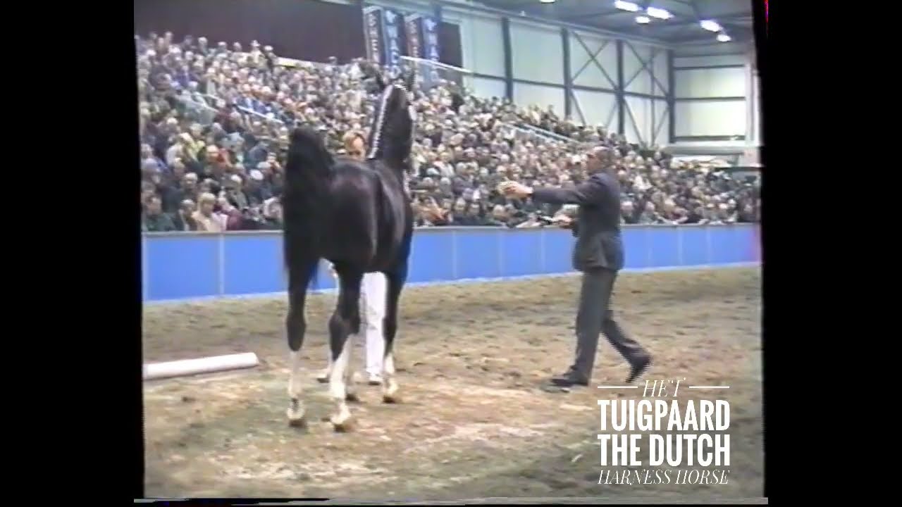 Nando (1995, Fortissimo x Bayard) - HK Zwolle 1998