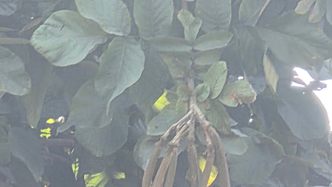 Jungle kaisa hai #video #post#blogger 