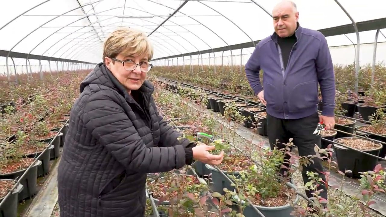 ლურჯი მოცვის გასხვლა სათბურში  Pruning blueberry in greenhouse Обрезка голубики в теплице
