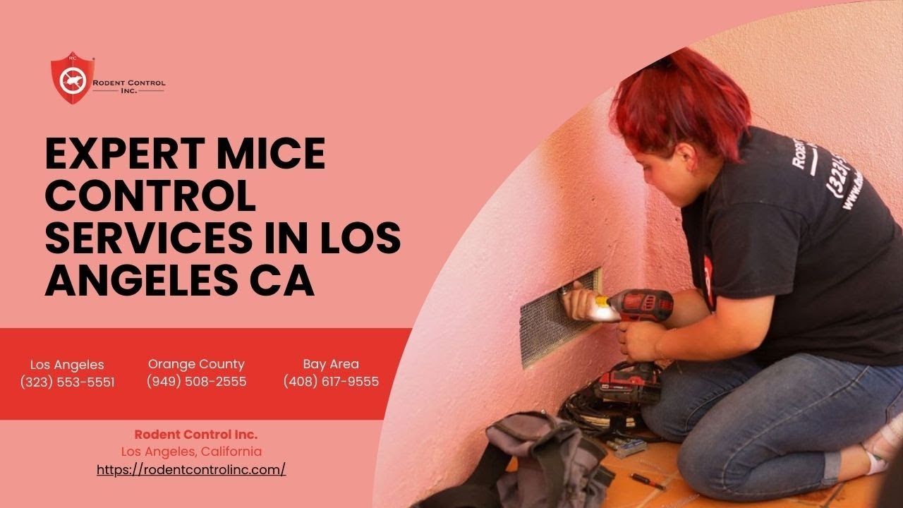 Expert Mice Control Services in Los Angeles CA | Rodent Control Inc