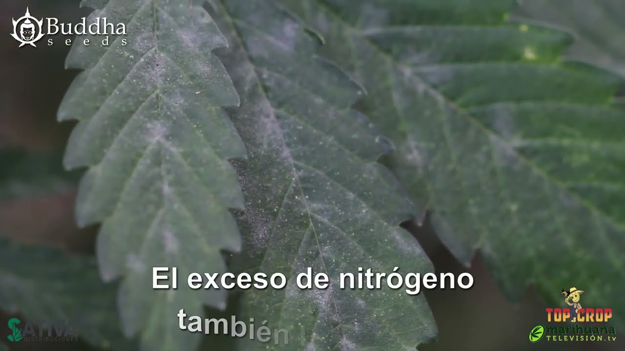 Oidio o mildiu polvoso, enfermedad fungica de plantas