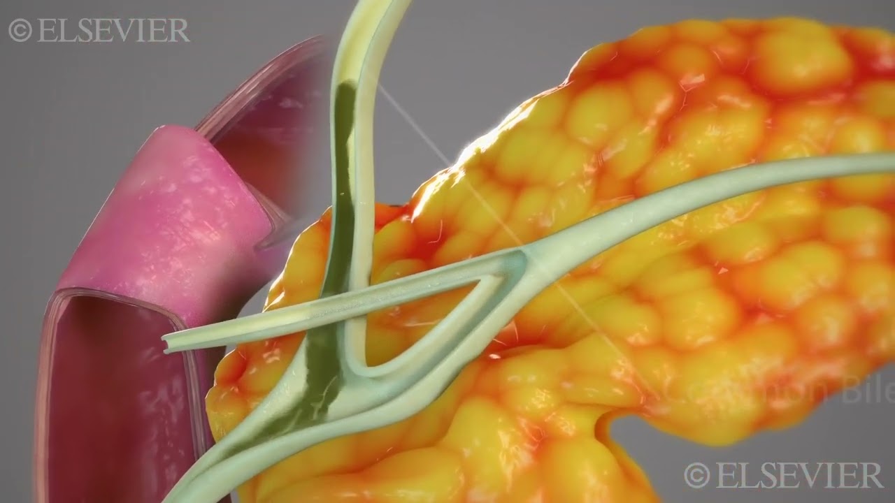 Bile and Pancreatic Duct