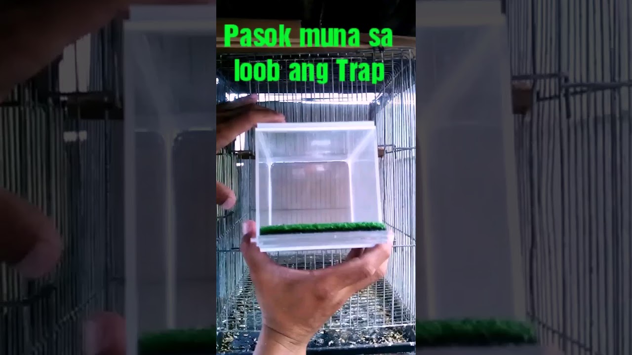 How to install MJ's Aviary bird accessories bird trap