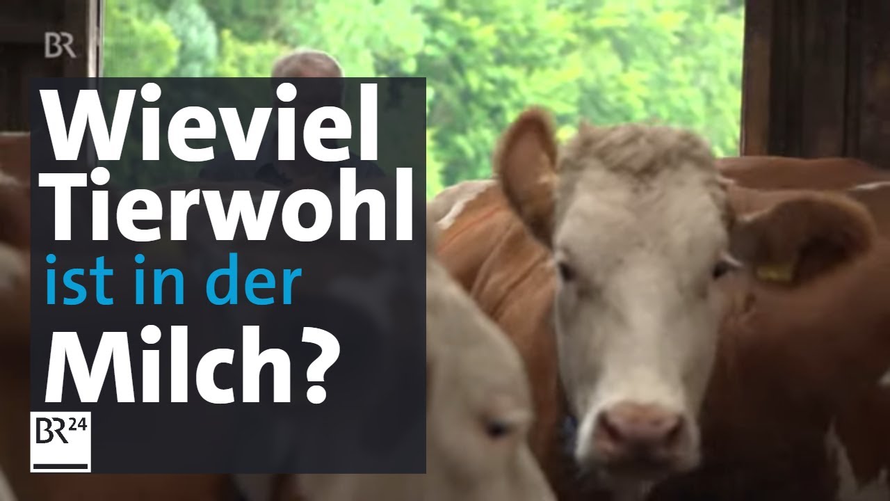 Orientierungshilfe beim Einkauf gesucht: Wie viel Tierwohl steckt in meiner Milch? | BR24