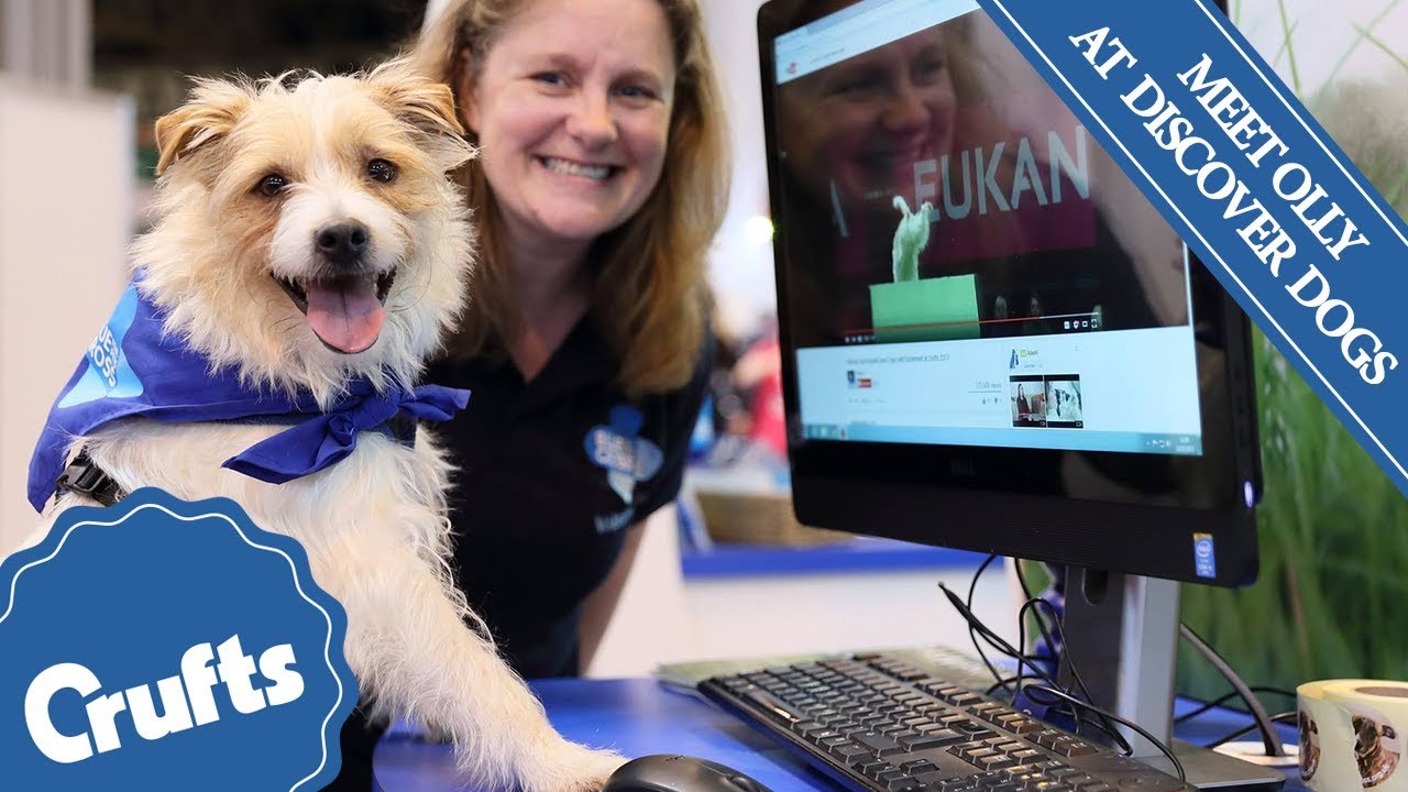 Meet Olly the Hilarious Jack Russell at Discover Dogs 2017!
