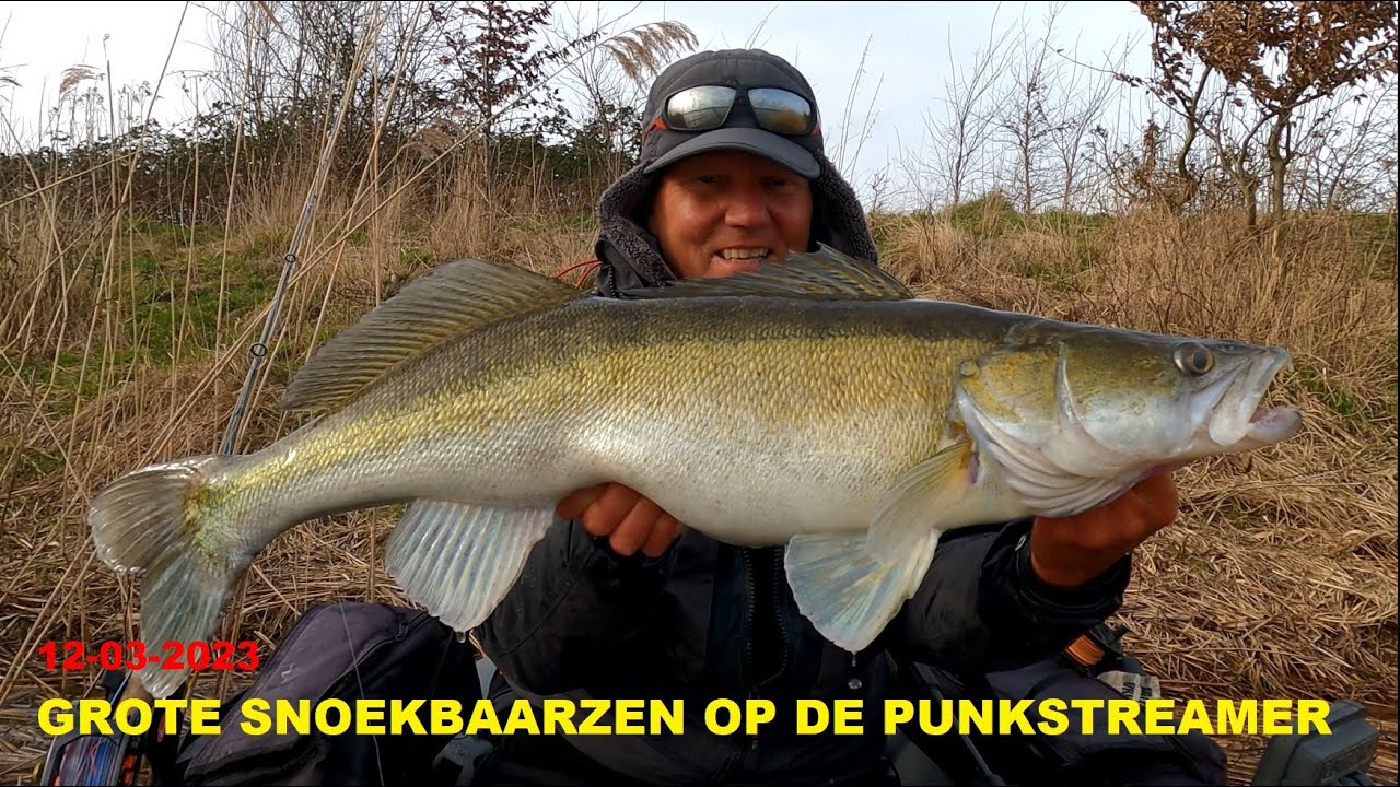 12 03 2023 Grote snoekbaarzen op de vliegenhengel BIG ZANDER