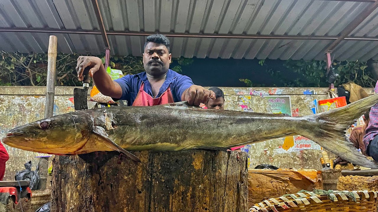 KASIMEDU 🔥 SPEED SELVAM | HUGE COBIA FISH CUTTING VIDEO | 4K VIDEO | KM FISH CUTTING