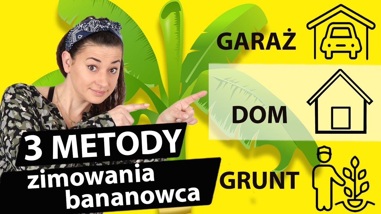 3 Sposoby Zimowania Bananowca. Dom, Garaż i Grunt. @egzotycznie