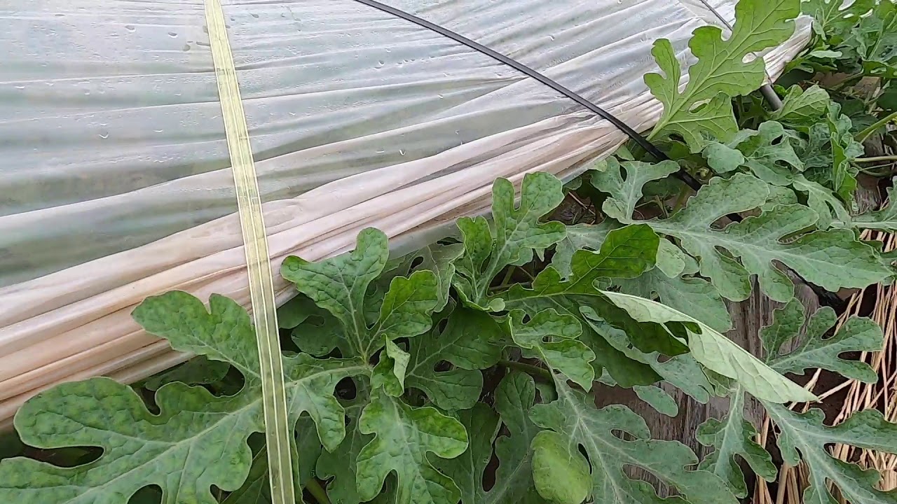 ５月１８日　曇り　明日明後日は雨